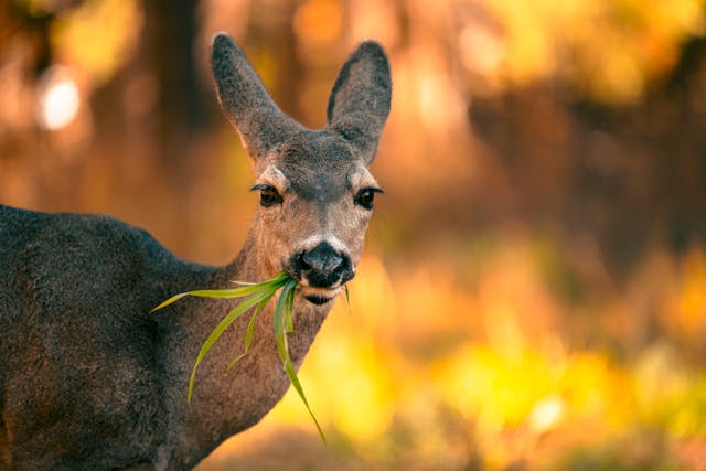 Close-up of Mule Deer in Autumn Forest