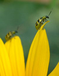 Cucumber Beetle