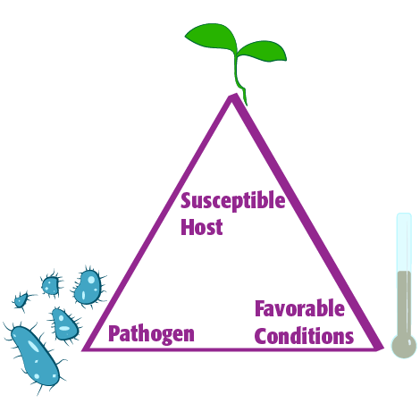 Disease Triangle