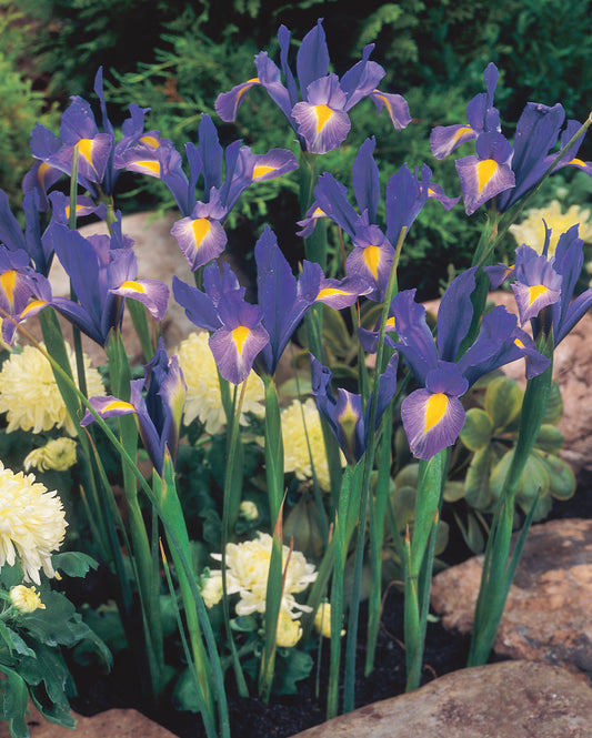 Special Order – Anemone and Iris