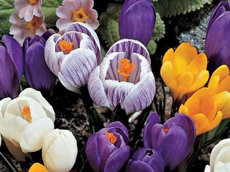 dutch crocus