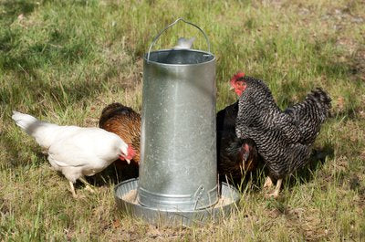 Chickens at feeder