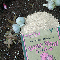 Open 5lb box of Down to Earth Bone Meal 3-15-0 spilled onto the soil  with garlic bulbs, cloves, and leaves on lying next to it.