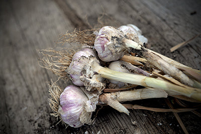 Garlic heads harvested.