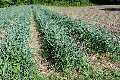 Garlic growing in rows.