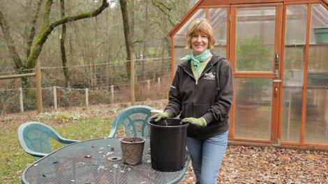 planting goji berries in containers