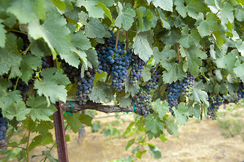 Red grapes on vine.