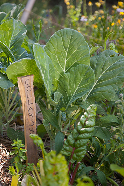 Collard Greens Growing with Label