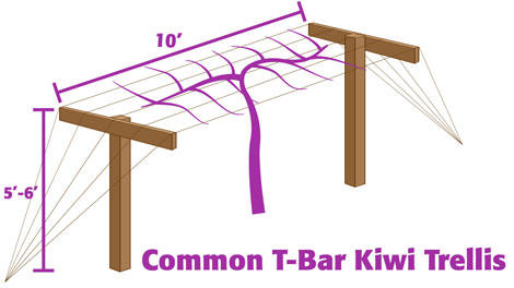 Kiwi T-Bar Trellis