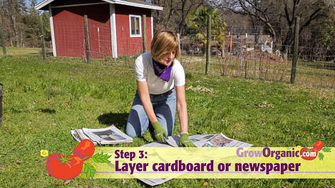 lasagna gardening newspaper cardboard