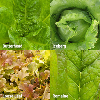 Lettuce Types: Butterhead, Iceburg, Looseleaf, Romaine