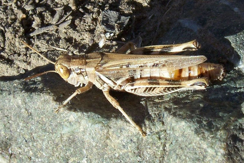 Devastating grasshopper
