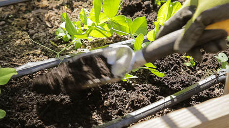 Mulch In Your Vegetable Garden Beyond The Basics Organic