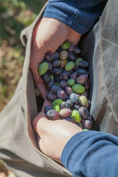 Harvesting Olives