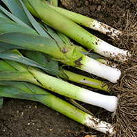 Shallots and Leeks: Lesser Known Onion Cousins - Organic Gardening