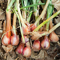 Harvested Shallots