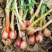 Shallots Are Onions' Cute Little Cousins