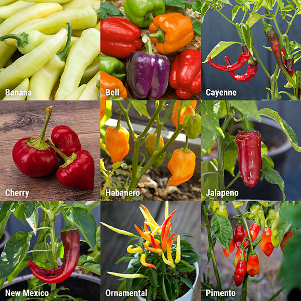 types of chili peppers chart