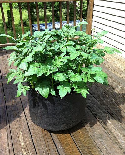 Potatoes growing in a container