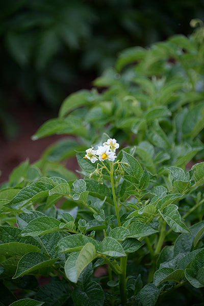 White flower on a potato plant.
