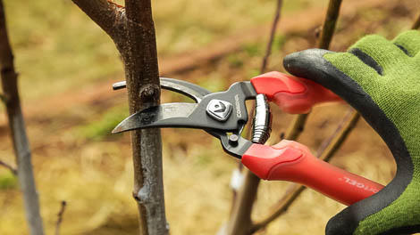 branch too big for pruners