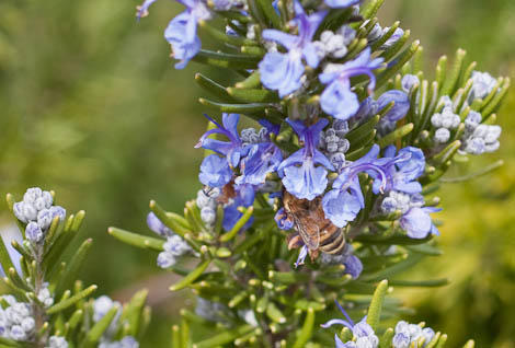 Bee Pollinates