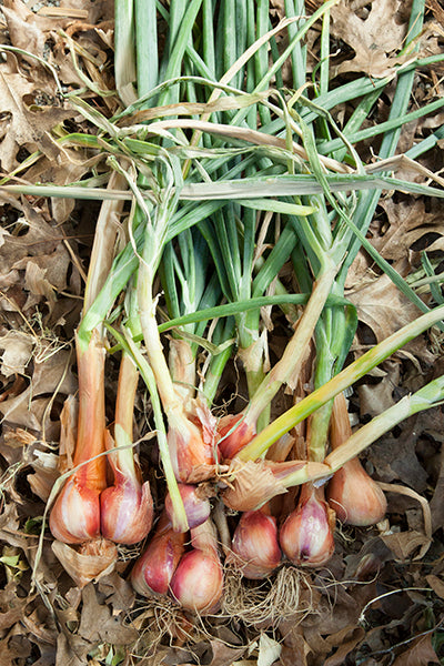 Harvested red shallots with stalks.