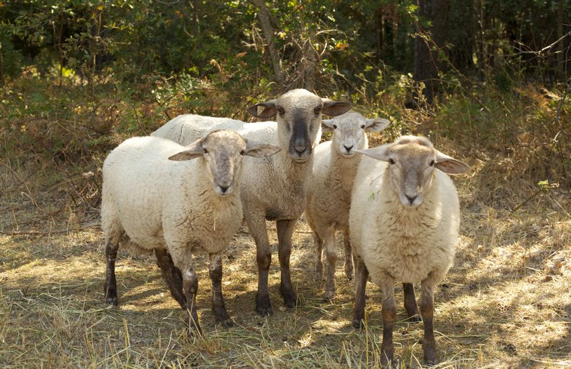 Pasture management is essential for erosion control