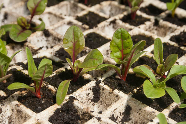 Chard in a Speedling Tray