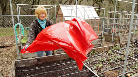 red plastic mulch film