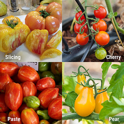 Types of Tomatoes: Slicing, Cherry, Paste, Pear