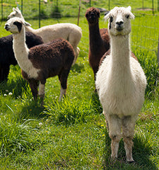 Llama