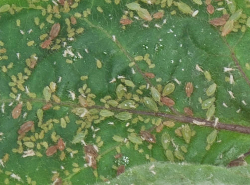 photo of aphids and ants