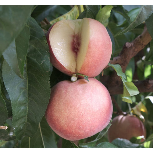 Peach Tree Seeds Sweet Peaches Peach Heirloom Organic - TonySeeds