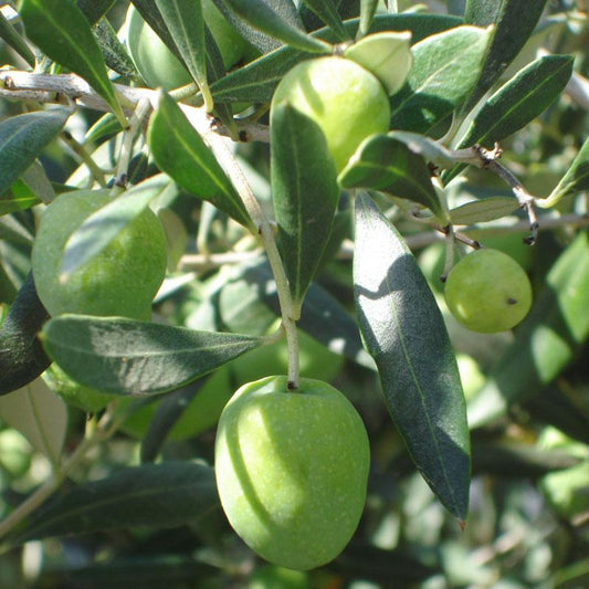 Potted Koroneiki Olive Tree - Grow Organic