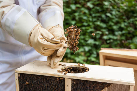 bees on queen cage