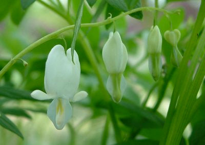 bleeding hearts