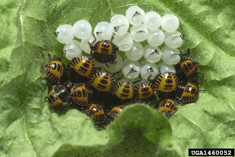 Brown Marmorated Stink Bug eggs