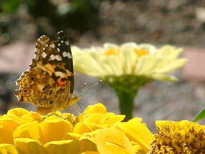 butterfly on a flower