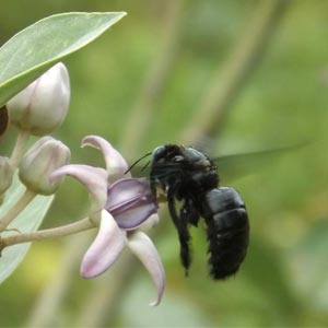 Carpenter bee