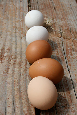 Fresh eggs, benefits of chickens