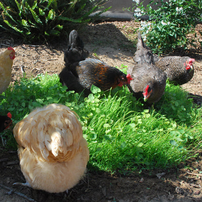 Chickens eating Omega 3 Forage Blend