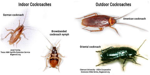 Common cockroaches