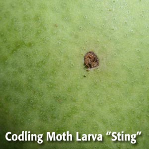 codling moth larva sting