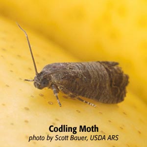 codling moth adult