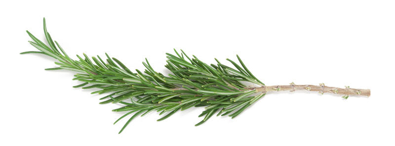 Trimmed Rosemary Cutting