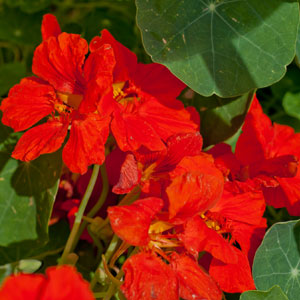 dwarf jewel nasturtium for edible landscapes