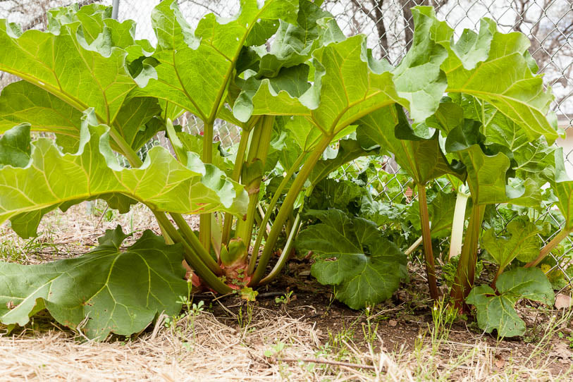 Rhubarb