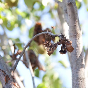 fire blight in a pear tree