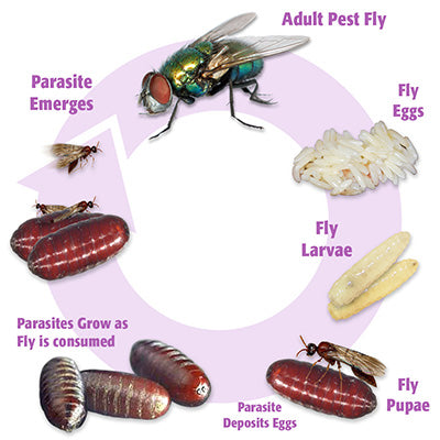 Fly parasite cycle